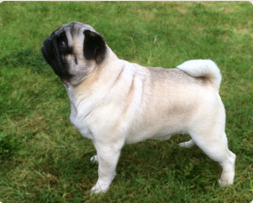 perola's balu