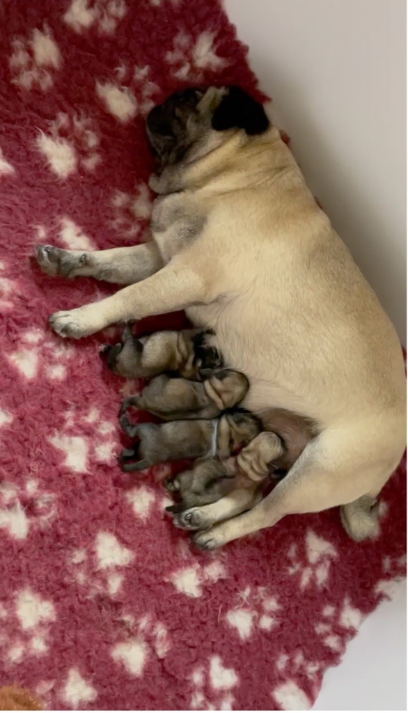 Chiot Carlin Des Enfants Rouges
